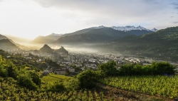 Les vols de raisin sont en hausse en Valais